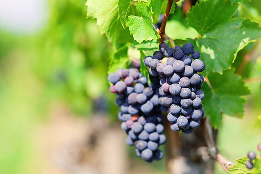 Thursday November 20th 7.00pm  SIP & LEARN- The Gamay Grape Beaujolais Day Celebration and Tasting!